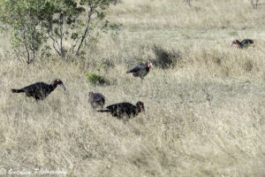 Apparently it is quite rare to see one of these birds, let alone 5.